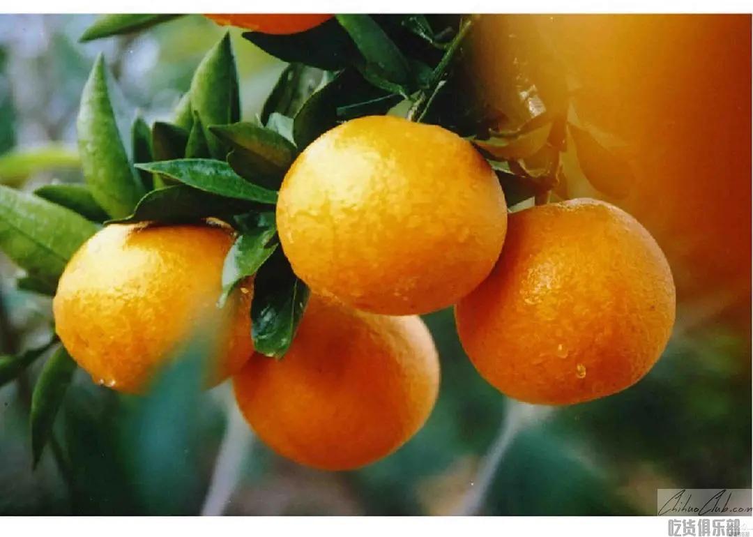 Jingan mandarin Orange
