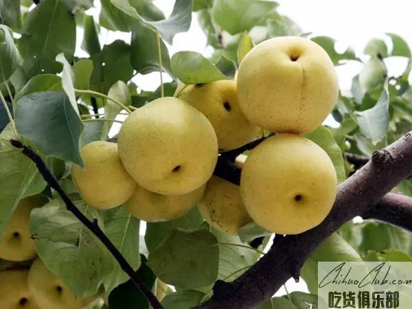 Beijing White Pear
