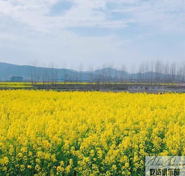 荆门油菜