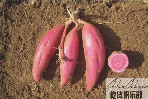 Jintang purple Potato