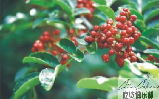 Kowloon Sichuan Pepper