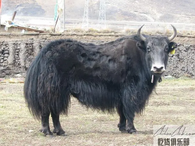 久治牦牛
