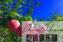 吉县苹果