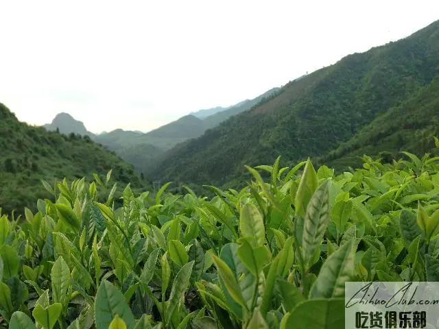 开山白毛茶