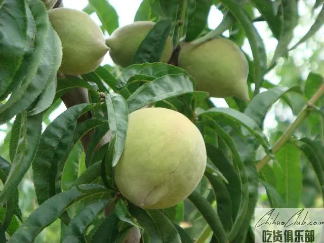 开远蜜桃