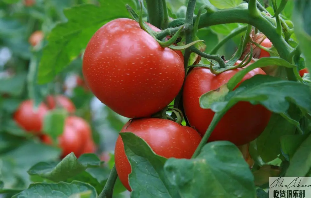 喀喇沁番茄