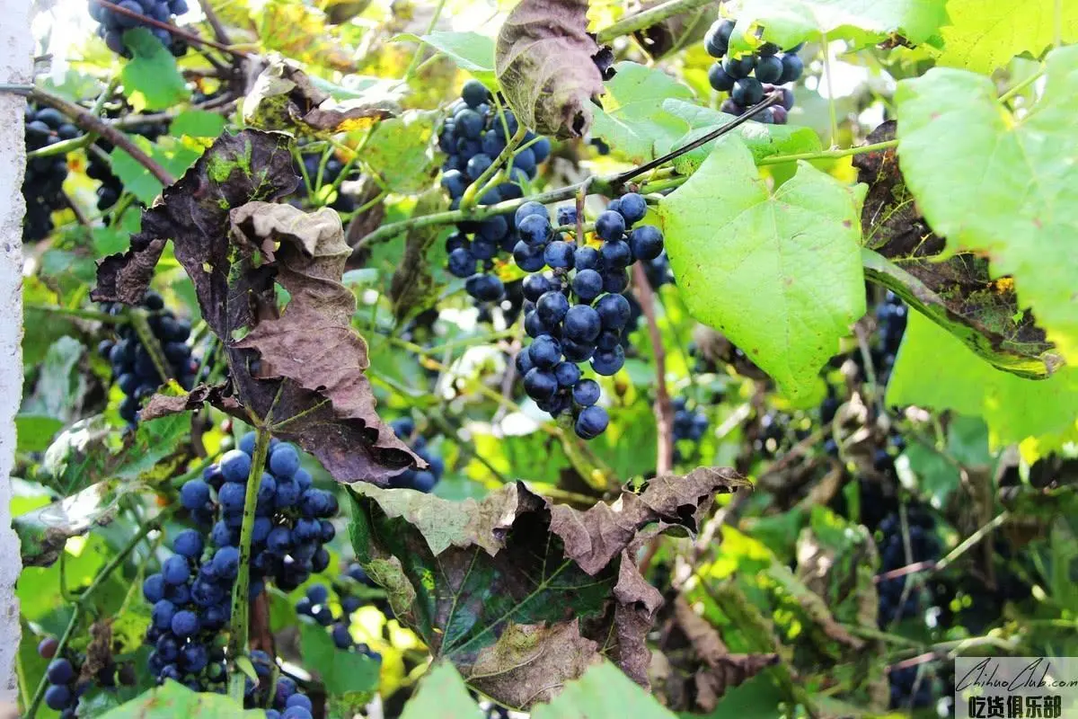 喀喇沁山葡萄