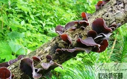 Kangxian Black Fungus