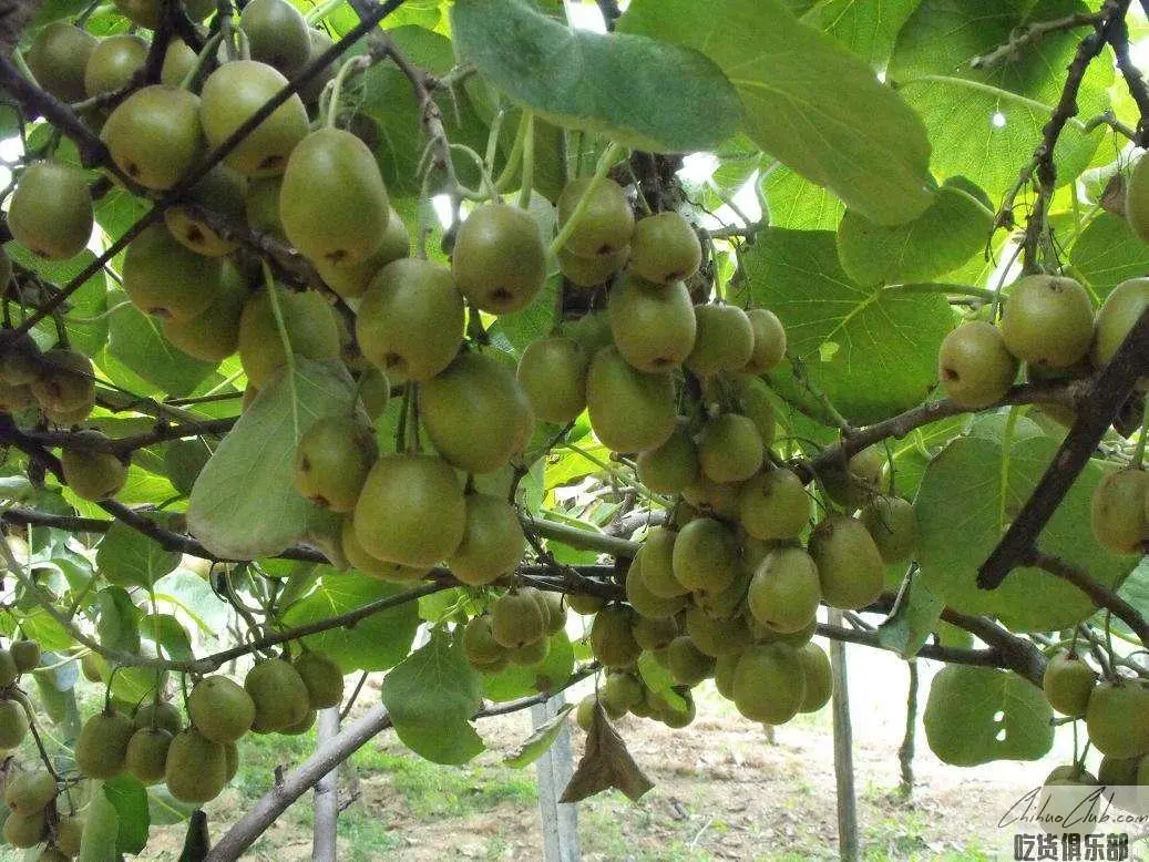 LangDai Kiwi