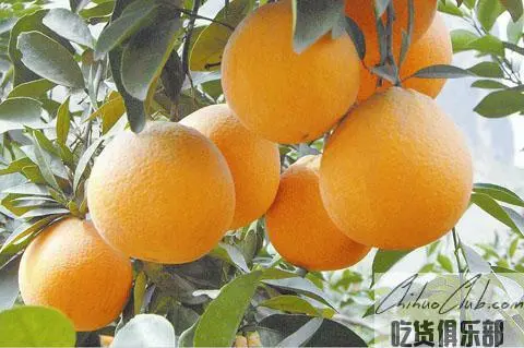 凉山雷波脐橙