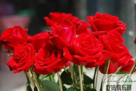 Liaozhong Rose