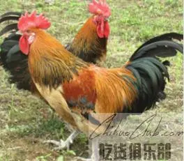 荔波瑶山鸡