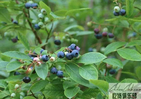 Lingyuan Blueberry