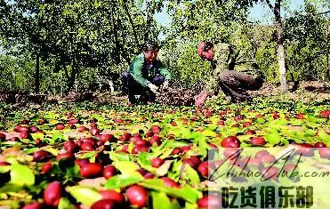 临县开阳大枣