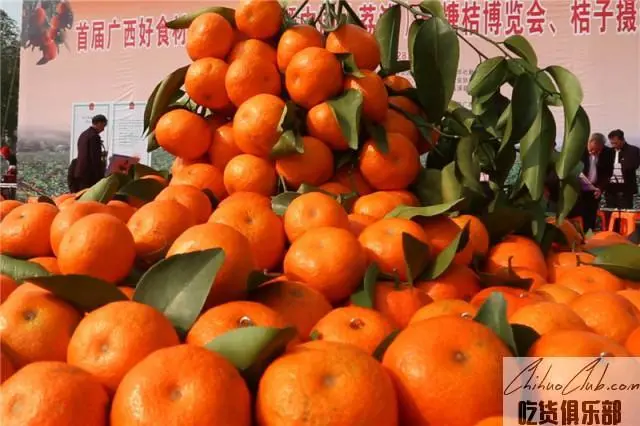 荔浦砂糖桔