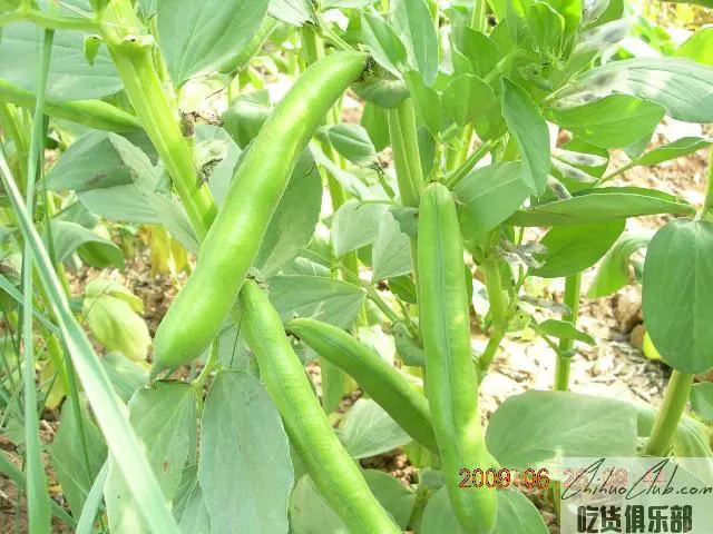 六盘山蚕豆