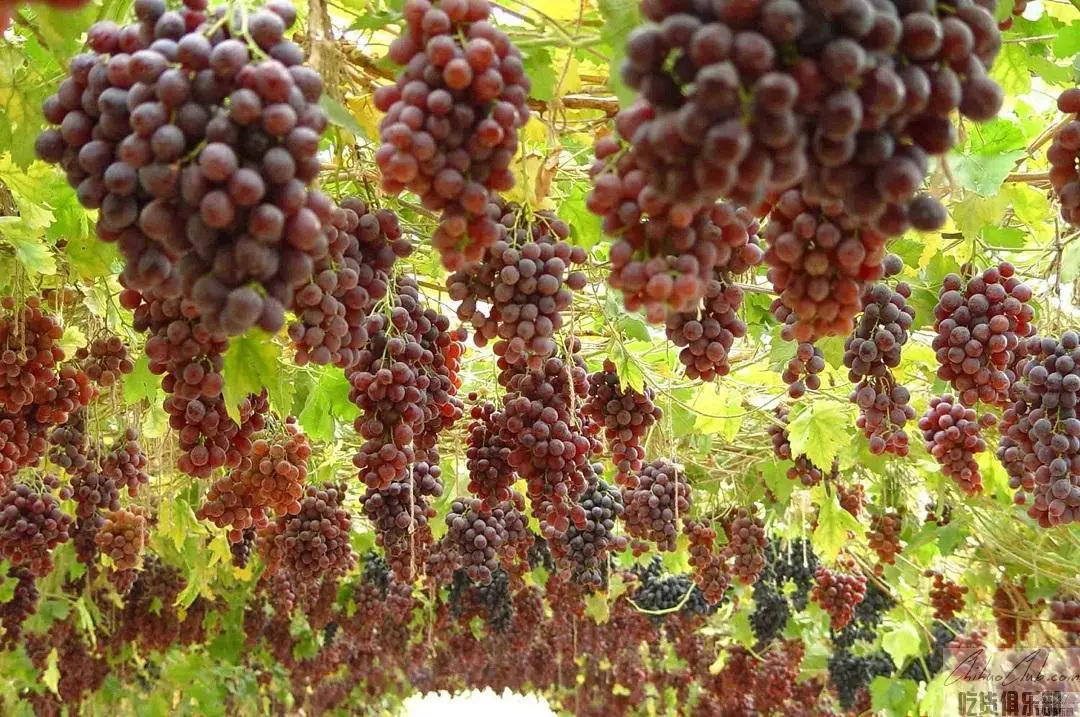 Lixian Grape (Lizhou Grape)