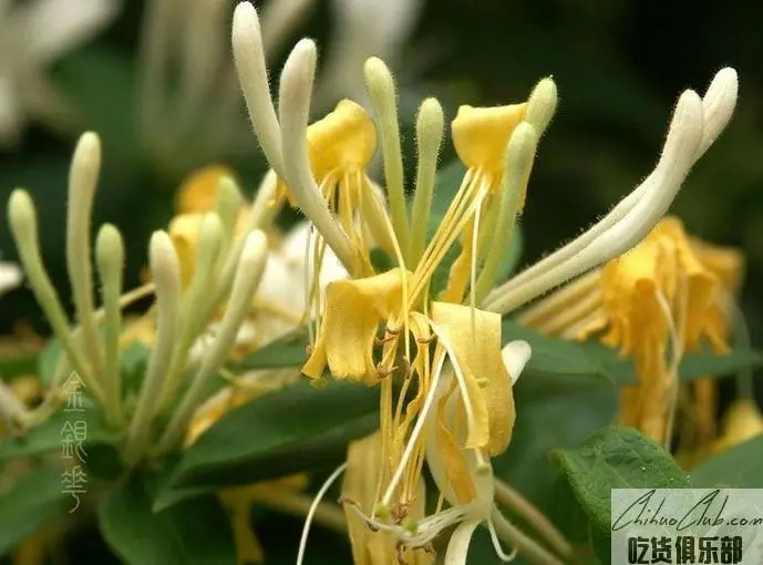 Longhui honeysuckle