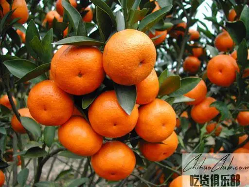 Longmen Orange