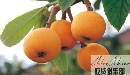 Longquanyi Loquat