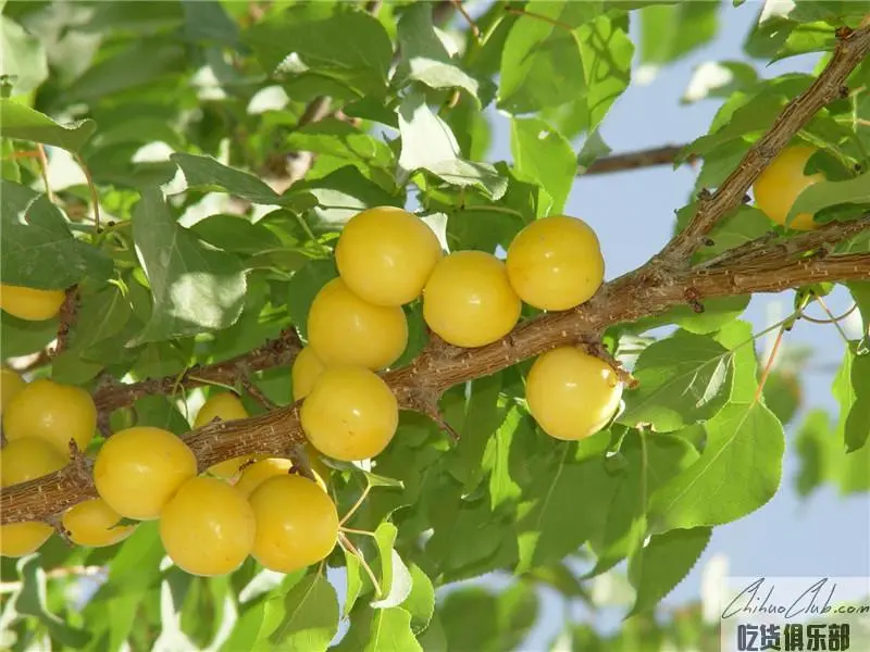 Luntai white apricot