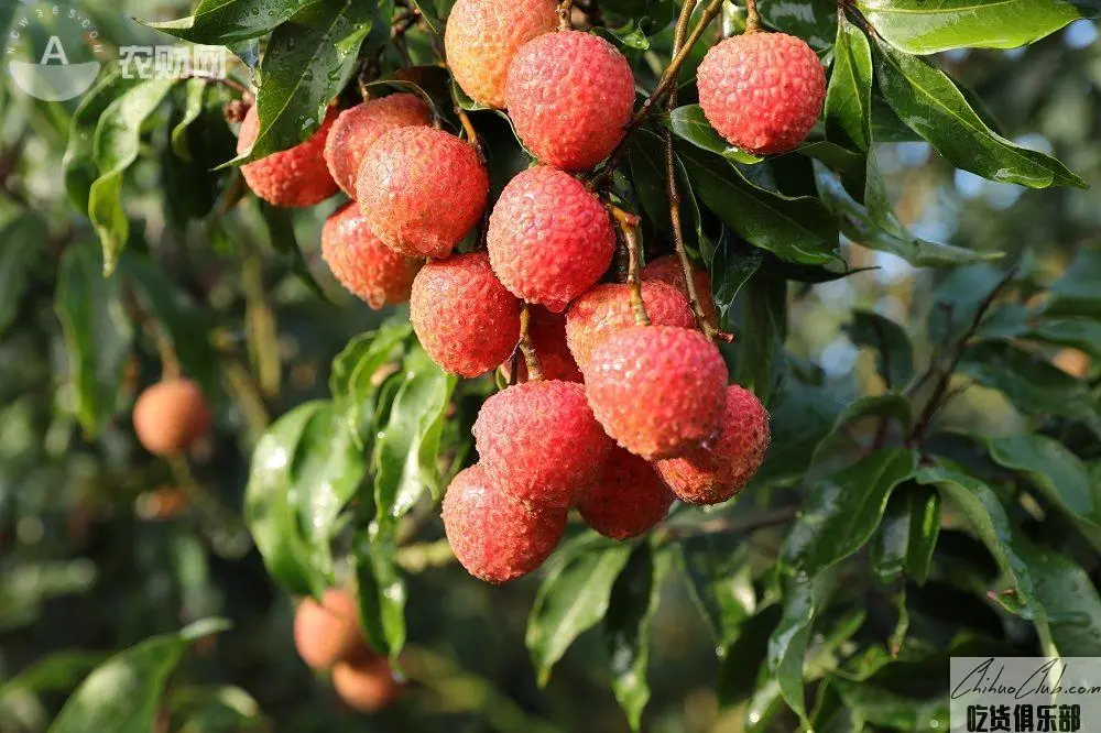 Luofu Mountain Litchi