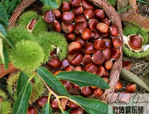 Luotian chestnut