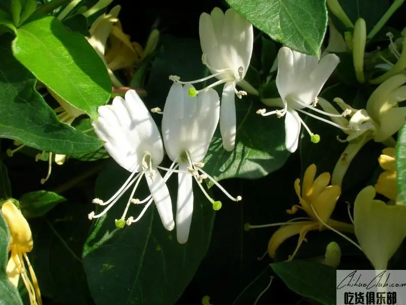 罗田金银花