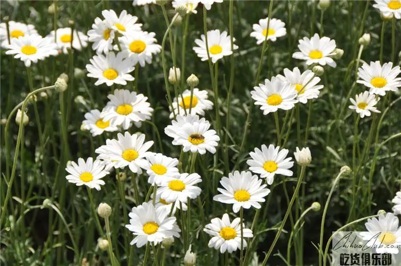 Luxi pyrethrum