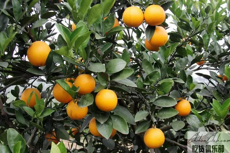 Luzhai honey Orange