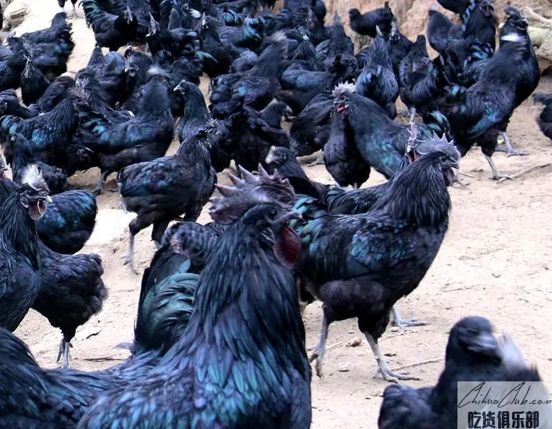 Lueyang black chicken