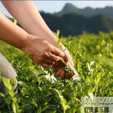 茅岩莓茶