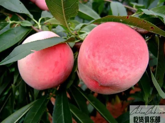 蒙阴蜜桃