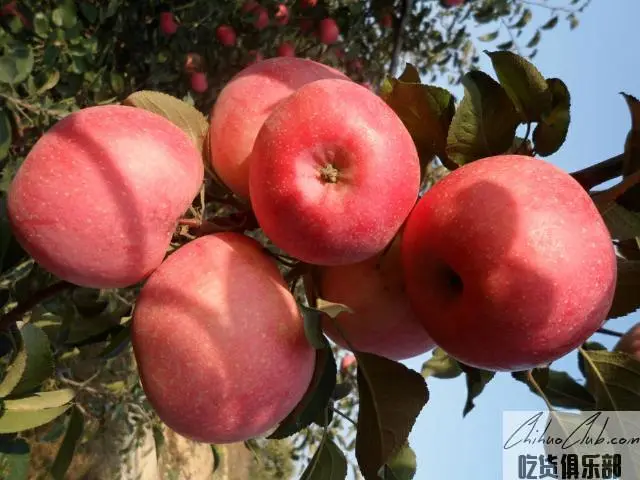 蒙阴苹果