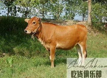 Nanpanjiang Yellow Cattle