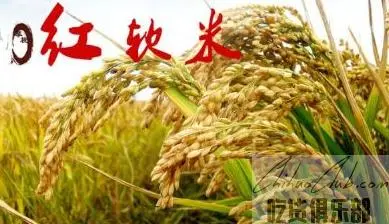 宁蒗高原红米
