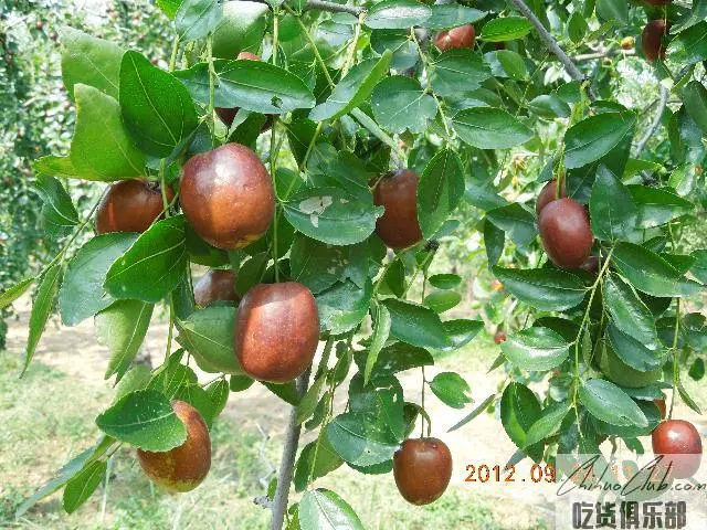 宁阳大枣