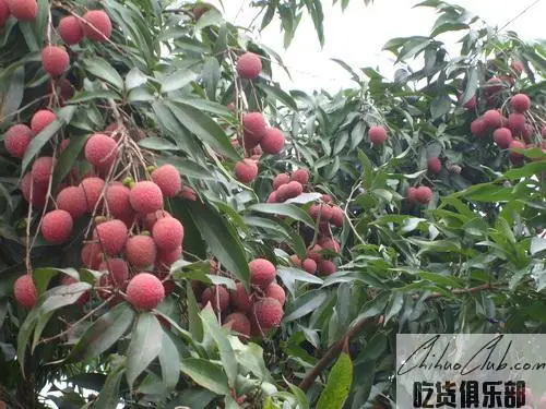 Pangzhai Litchi chinensis