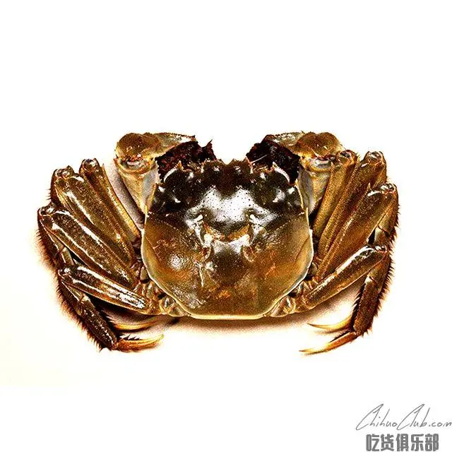 Panjin River Crab