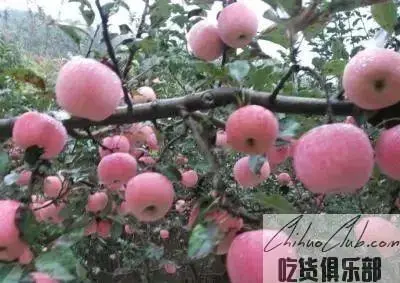 平川苹果
