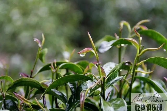 平乐石崖茶