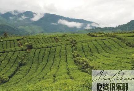 Pingshan fried green tea