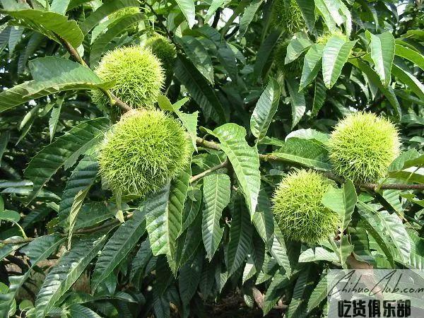 Pizhou chestnut