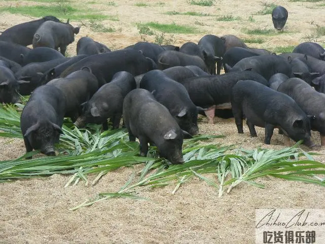 浦北黑猪