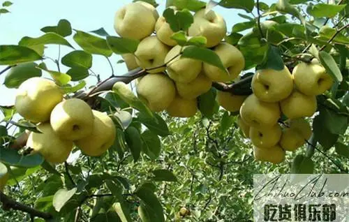 Pucheng Pear