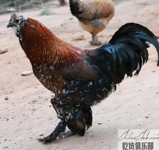 普定高脚鸡