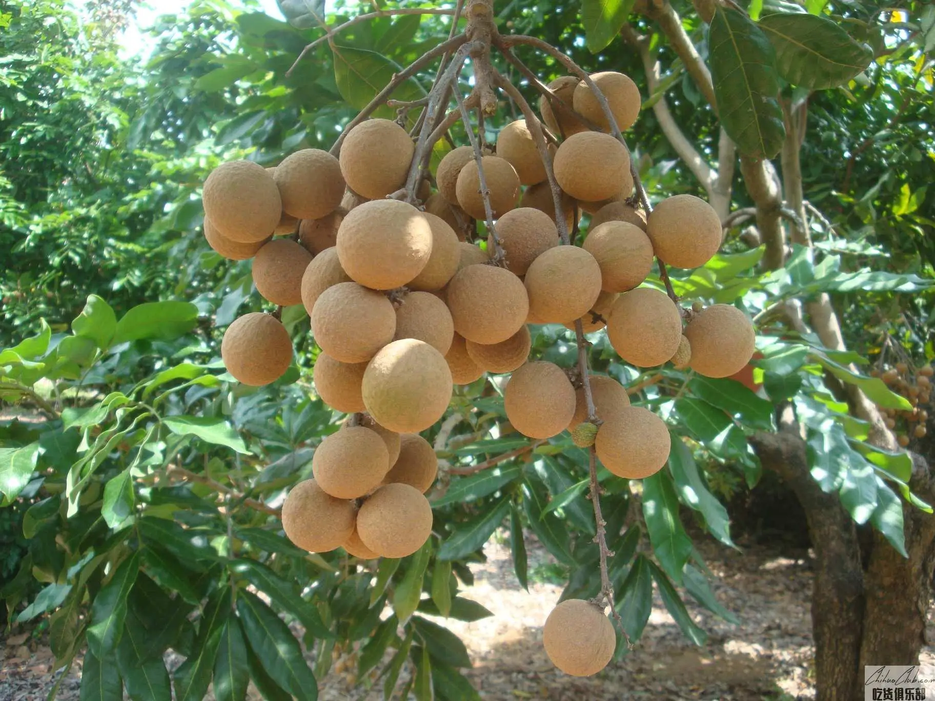 Putian Longan