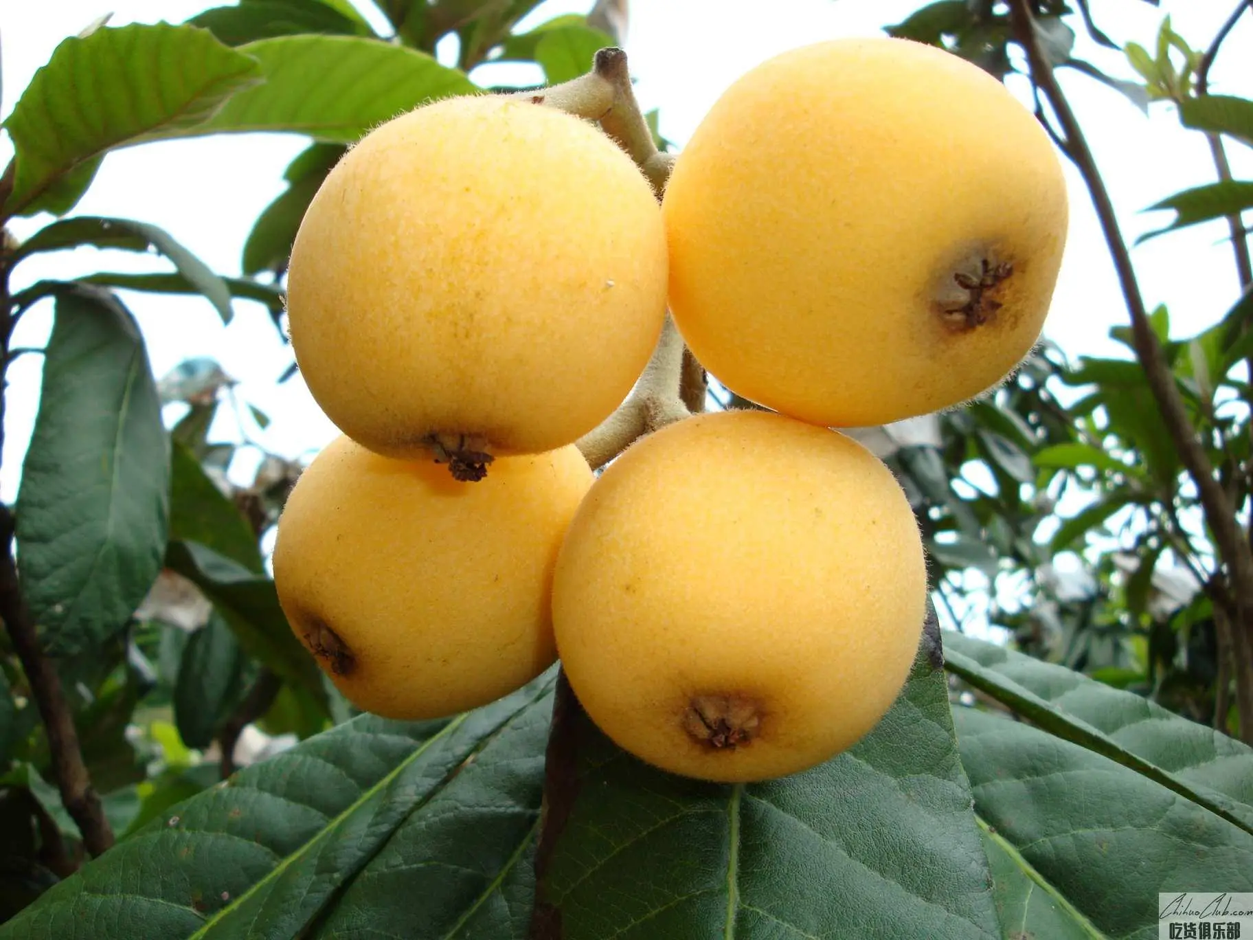 Putian Loquat