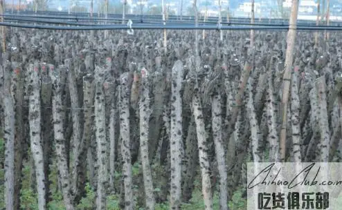 Qingchuan Black Fungus