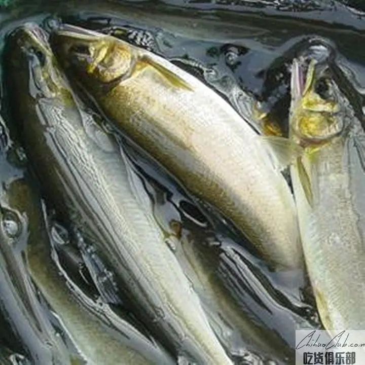 Qingliuxi Fish